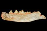 Fossil Bear Dog (Cynodictis) Jaw Section - Occitanie, France #181234-1